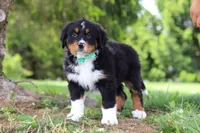Loki, a male Bernese Mountain Dog for sale in Dundee, OH – Photo 2 of 7
