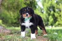 Loki, a male Bernese Mountain Dog for sale in Dundee, OH – Photo 4 of 7