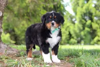 Loki, a male Bernese Mountain Dog for sale in Dundee, OH – Photo 6 of 7