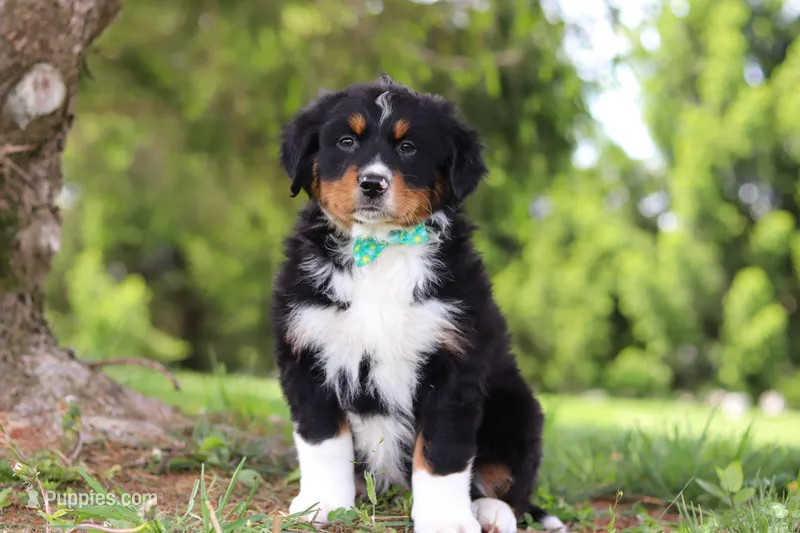 Loki, a male Bernese Mountain Dog for sale in Dundee, OH – Photo 1 of 7