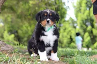 Loki, a male Bernese Mountain Dog for sale in Dundee, OH – Photo 5 of 7