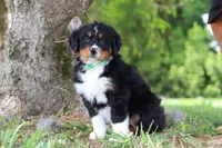 Loki, a male Bernese Mountain Dog for sale in Dundee, OH – Photo 3 of 7