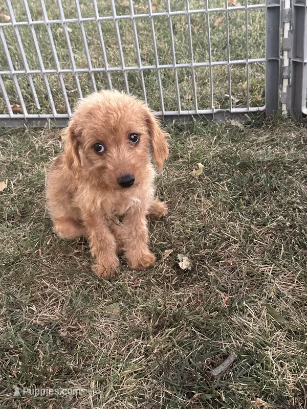 Trever – Silky Terrier, Poodle - Miniature  puppy for sale in Seymour, MO