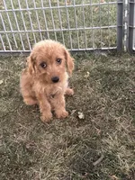 Trever, a male Silky Terrier and Poodle - Miniature  for sale in Seymour, MO – 1 of 3