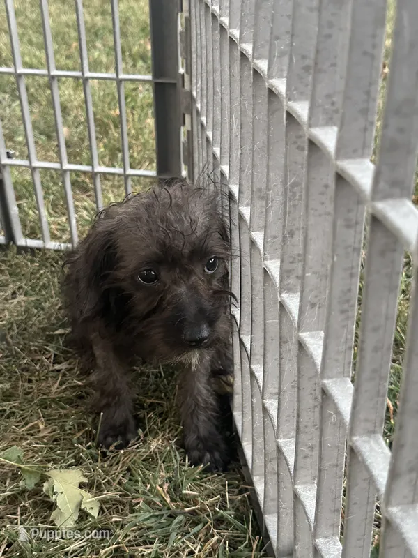 Bakeley  – Silky Terrier, Poodle - Miniature  puppy for sale in Seymour, MO