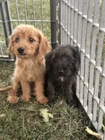 Trever, a male Silky Terrier and Poodle - Miniature  for sale in Seymour, MO – 3 of 3