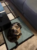 Teddy, a male Cavapoo for sale in Mansfield, TX – Photo 5 of 10