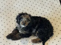 Teddy, a male Cavapoo for sale in Mansfield, TX – Photo 4 of 10