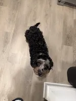 Teddy, a male Cavapoo for sale in Mansfield, TX – Photo 6 of 10