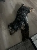 Teddy, a male Cavapoo for sale in Mansfield, TX – Photo 2 of 10