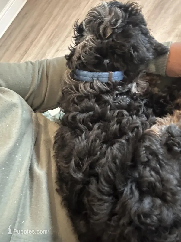 Teddy – Cavapoo puppy for sale in Mansfield, TX