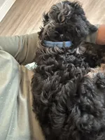 Teddy, a male Cavapoo for sale in Mansfield, TX – Photo 1 of 10