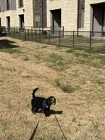 Teddy, a male Cavapoo for sale in Mansfield, TX – Photo 9 of 10