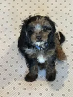 Teddy, a male Cavapoo for sale in Mansfield, TX – Photo 10 of 10