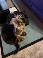 Teddy, a male Cavapoo for sale in Mansfield, TX – Photo 7 of 10