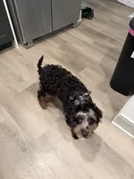 Teddy, a male Cavapoo for sale in Mansfield, TX – Photo 8 of 10