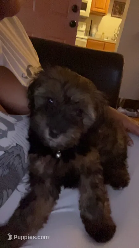 Evangeline Promise – Shihpoo puppy for sale in Canton, GA