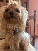 Sage, a female Japanese Chin and Yorkshire Terrier for sale in Albuquerque, NM – 2 of 9