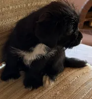 Lex, a male Japanese Chin and Yorkshire Terrier for sale in Albuquerque, NM – 5 of 10