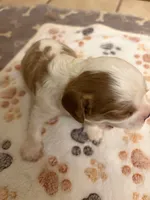 A K C  Harvey, a male Cavalier King Charles Spaniel for sale in Albuquerque, NM – 1 of 9