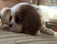 AKC Mitsie, a female Cavalier King Charles Spaniel for sale in Albuquerque, NM – 4 of 4