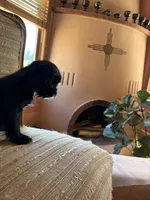 Trixie, a female Japanese Chin and Yorkshire Terrier for sale in Albuquerque, NM – 9 of 10