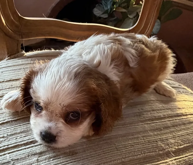 AKC Mitsie – Cavalier King Charles Spaniel puppy for sale in Albuquerque, NM