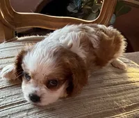 AKC Mitsie, a female Cavalier King Charles Spaniel for sale in Albuquerque, NM – 1 of 4