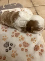 A K C  Harvey, a male Cavalier King Charles Spaniel for sale in Albuquerque, NM – 2 of 9
