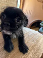Trixie, a female Japanese Chin and Yorkshire Terrier for sale in Albuquerque, NM – 5 of 10