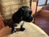 Trixie, a female Japanese Chin and Yorkshire Terrier for sale in Albuquerque, NM – 3 of 4