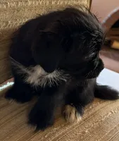Lex, a male Japanese Chin and Yorkshire Terrier for sale in Albuquerque, NM – 2 of 10