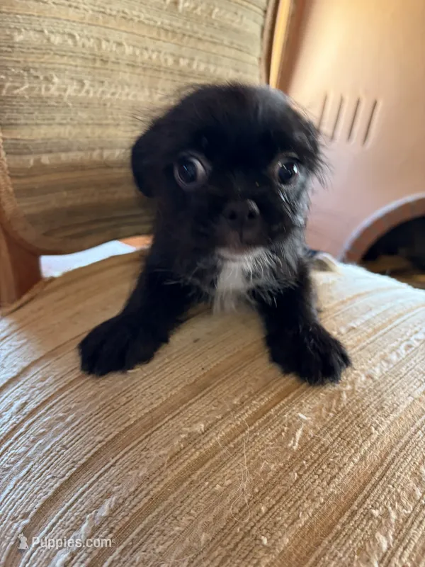 Trixie – Japanese Chin, Yorkshire Terrier puppy for sale in Albuquerque, NM