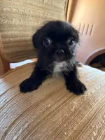 Trixie, a female Japanese Chin and Yorkshire Terrier for sale in Albuquerque, NM – 2 of 10