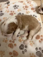 A K C  Harvey, a male Cavalier King Charles Spaniel for sale in Albuquerque, NM – 8 of 9