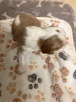A K C  Harvey, a male Cavalier King Charles Spaniel for sale in Albuquerque, NM – 9 of 9