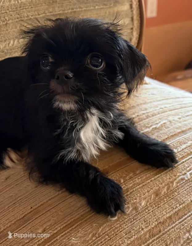 Sage – Japanese Chin, Yorkshire Terrier puppy for sale in Albuquerque, NM