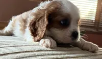 AKC Mitsie, a female Cavalier King Charles Spaniel for sale in Albuquerque, NM – 3 of 4