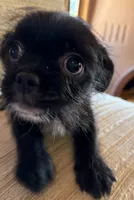 Lex, a male Japanese Chin and Yorkshire Terrier for sale in Albuquerque, NM – 9 of 10