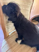 Sage, a female Japanese Chin and Yorkshire Terrier for sale in Albuquerque, NM – 7 of 9