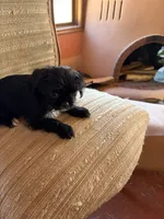 Trixie, a female Japanese Chin and Yorkshire Terrier for sale in Albuquerque, NM – 4 of 10