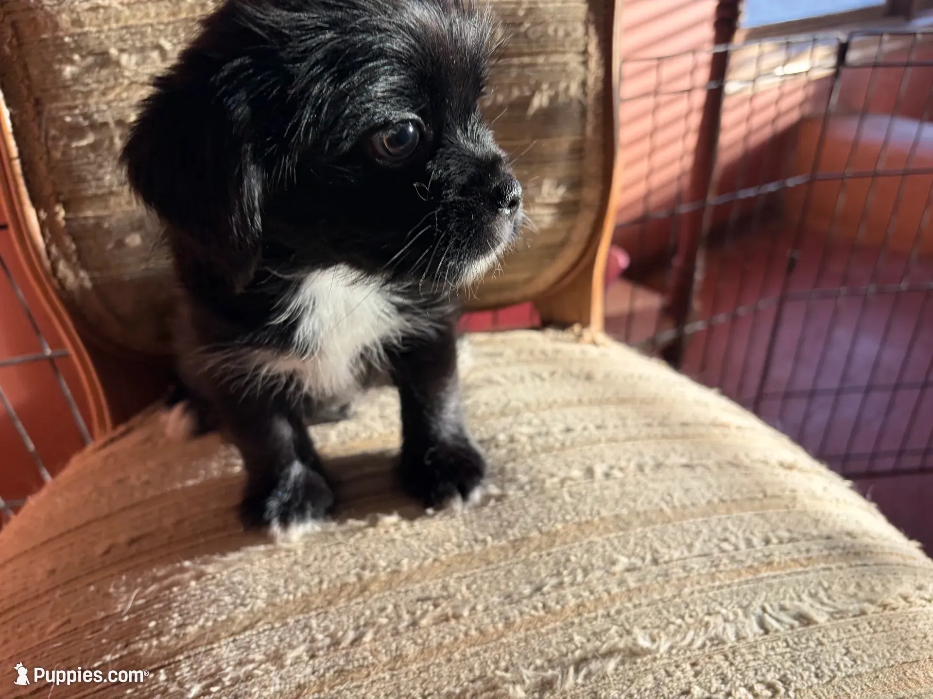 Trixie, a female Japanese Chin and Yorkshire Terrier for sale in Albuquerque, NM – 7 of 10
