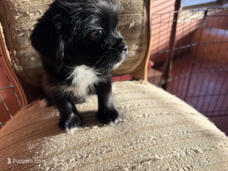 Trixie – Japanese Chin, Yorkshire Terrier puppy for sale in Albuquerque, NM