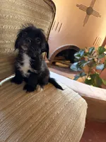 Sage, a female Japanese Chin and Yorkshire Terrier for sale in Albuquerque, NM – 6 of 9
