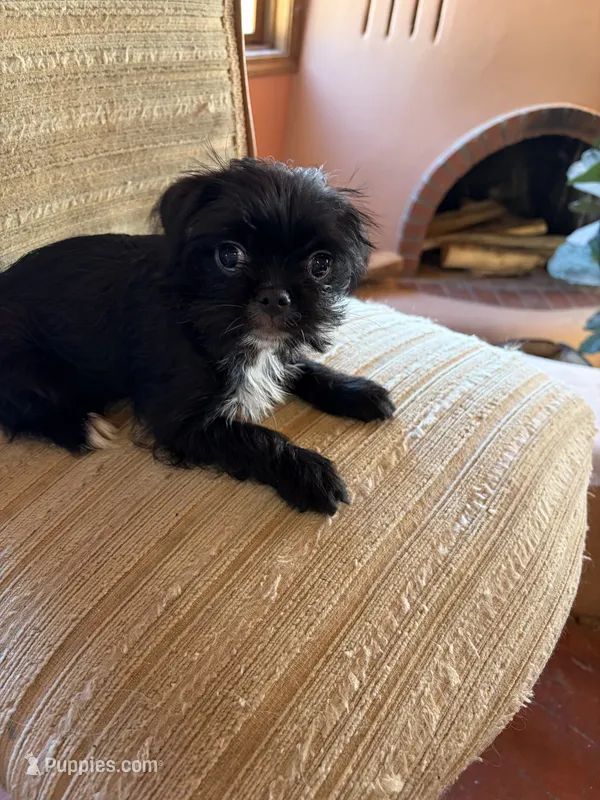 Lex – Japanese Chin, Yorkshire Terrier puppy for sale in Albuquerque, NM