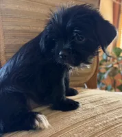 Lex, a male Japanese Chin and Yorkshire Terrier for sale in Albuquerque, NM – 7 of 10