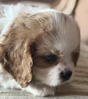 A K C  Larrie, a male Cavalier King Charles Spaniel for sale in Albuquerque, NM – 9 of 10