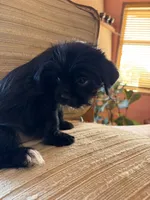 Sage, a female Japanese Chin and Yorkshire Terrier for sale in Albuquerque, NM – 9 of 9