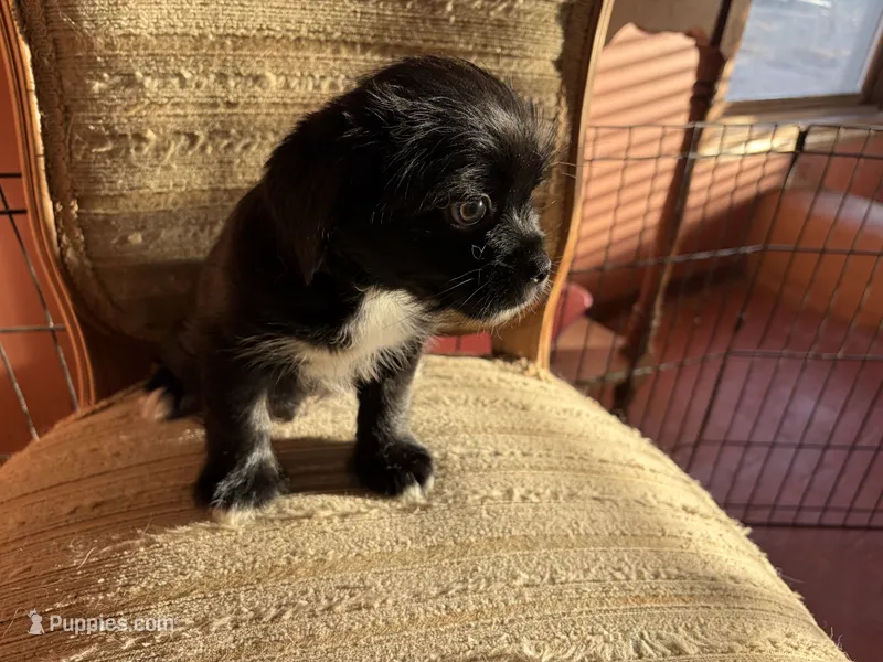 Sage – Japanese Chin, Yorkshire Terrier puppy for sale in Albuquerque, NM