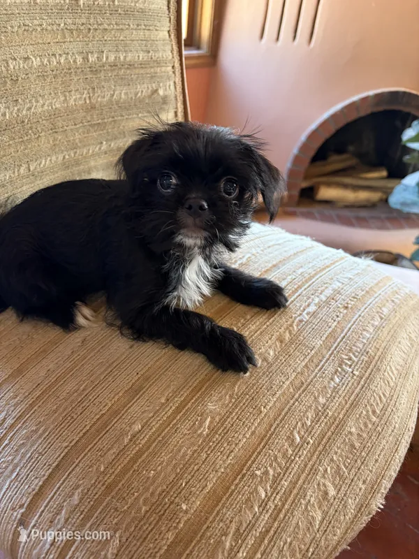 Trixie – Japanese Chin, Yorkshire Terrier puppy for sale in Albuquerque, NM